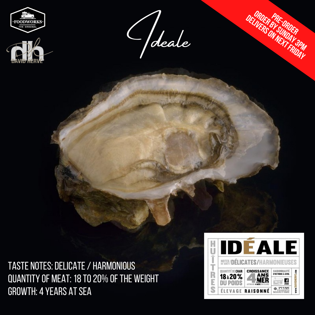 La Huître IDEALE n°2 Oyster by David Herve หอยนางรมฝรั่งเศสสด La Huître IDEALE n°2 by David Herve - The Foodworks 
