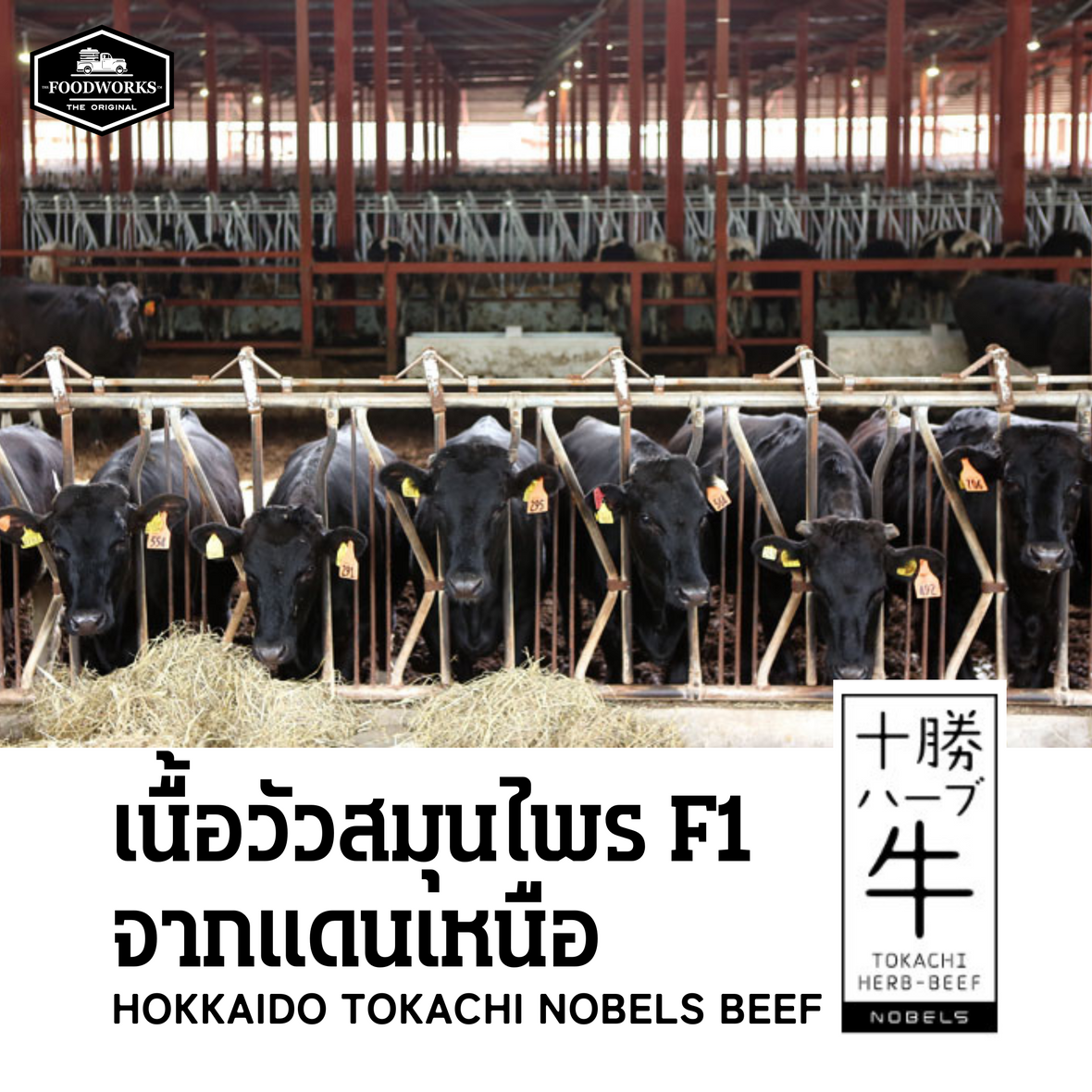 ฮอกไกโด โทคาชิ โนเบลส์ เฮิร์บ - สุดยอดเนื้อ F1 จากแดนเหนือ