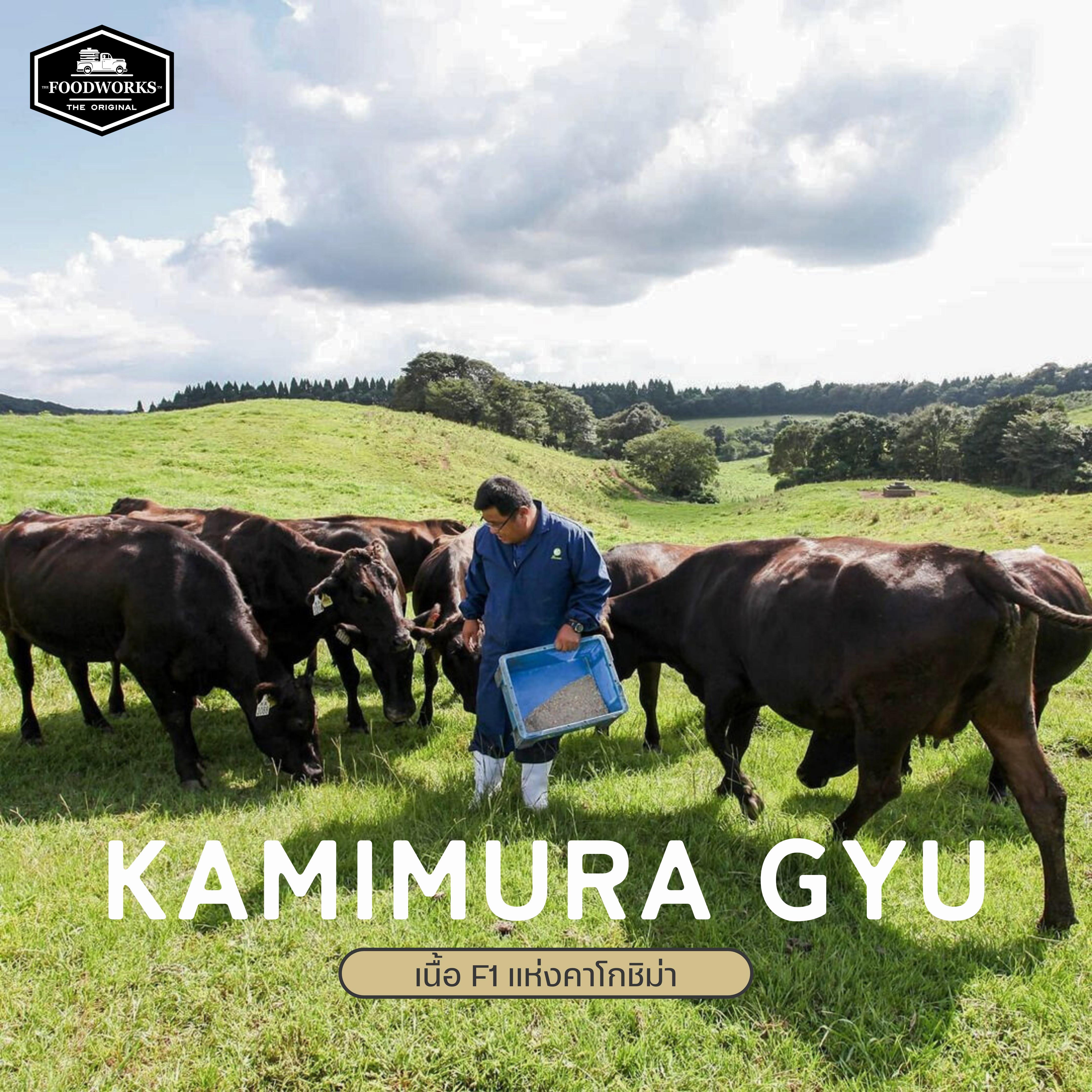 คามิมูระกิว - เนื้อ F1 แห่งคาโกชิม่า